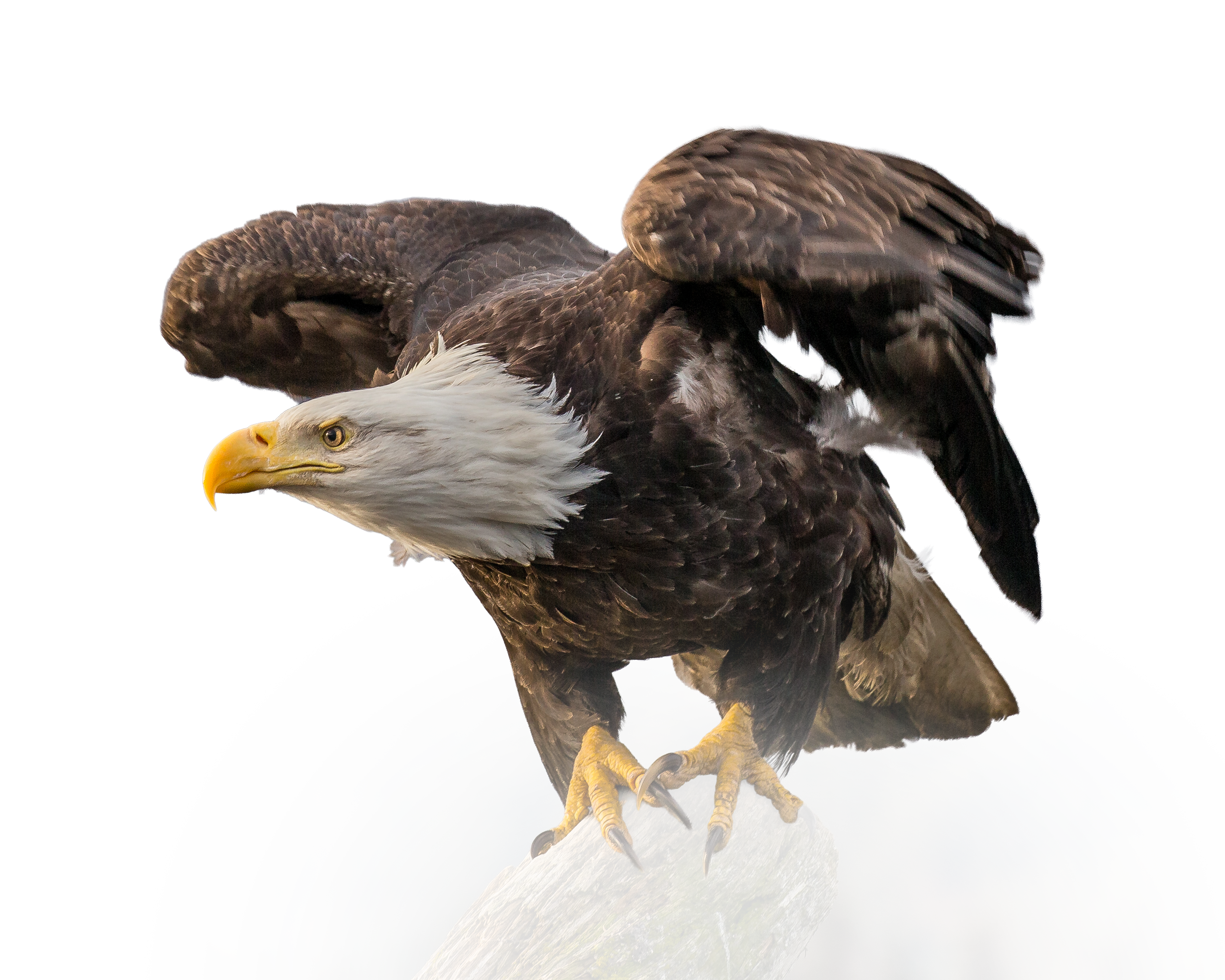 Bald Eagle