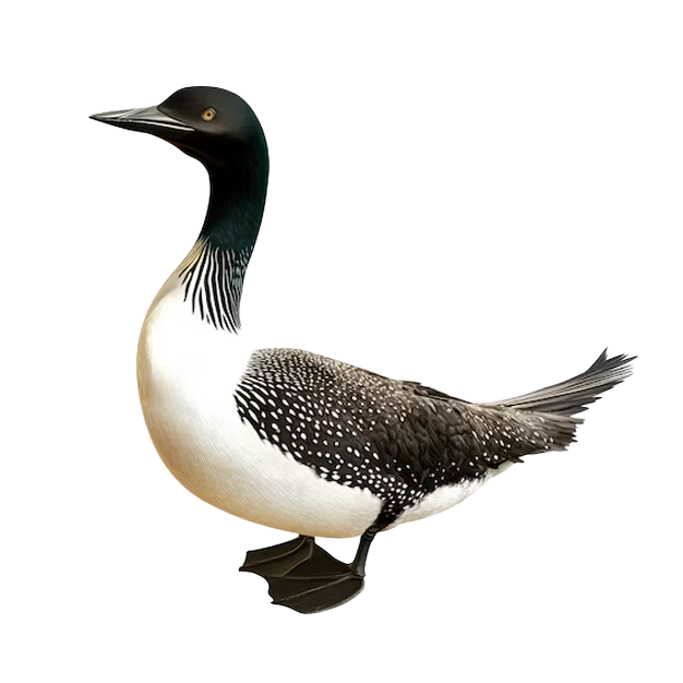 Black-capped Chickadee