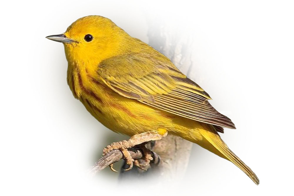 Yellow Warbler